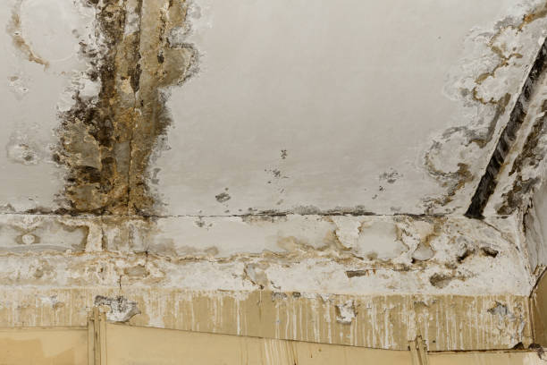 Best Real Estate Mold Inspection  in Park Ridge, IL